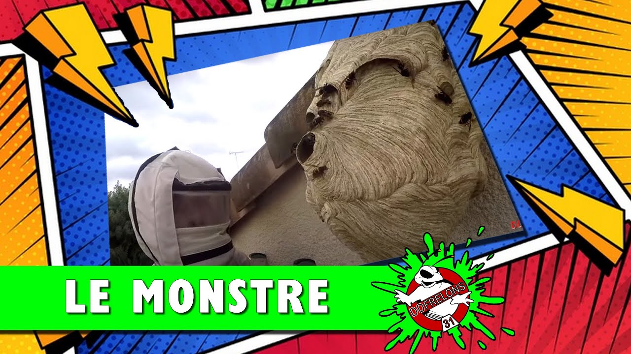 ÉNORME et MAGNIFIQUE nid de FRELON sur façade 😮
