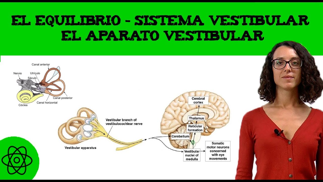 El equilibrio 🤸‍♀️ Sistema vestibular: el aparato vestibular