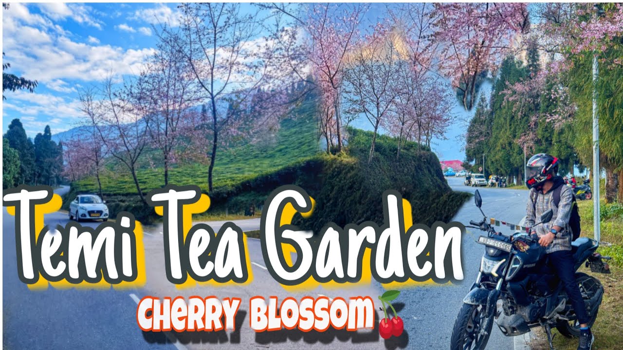 Temi Tea Garden in Sikkim || Cherry Blossom || South Sikkim Tour @RidingThriller 