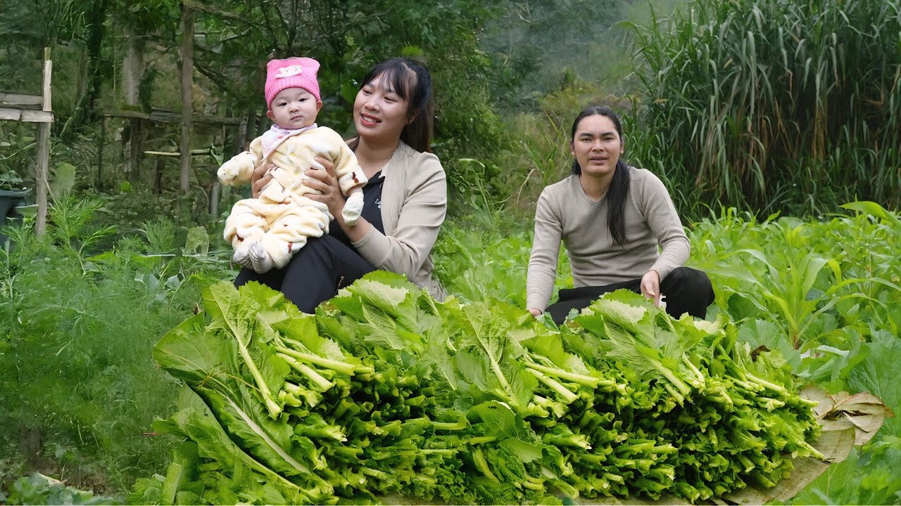 Harvesting clean, fresh vegetables, processing and long-term preservation methods at the farm