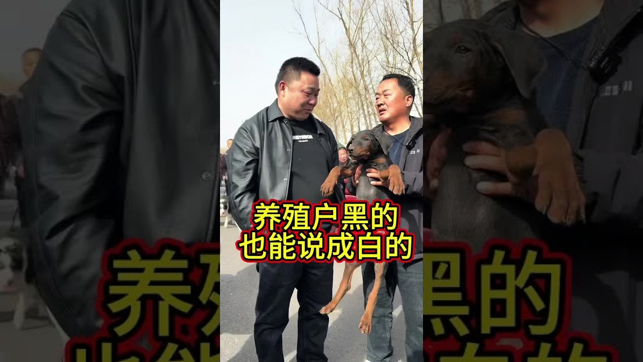 养殖户的话能靠得住，猪都会爬树 养殖户黑的的也能能说成白的的