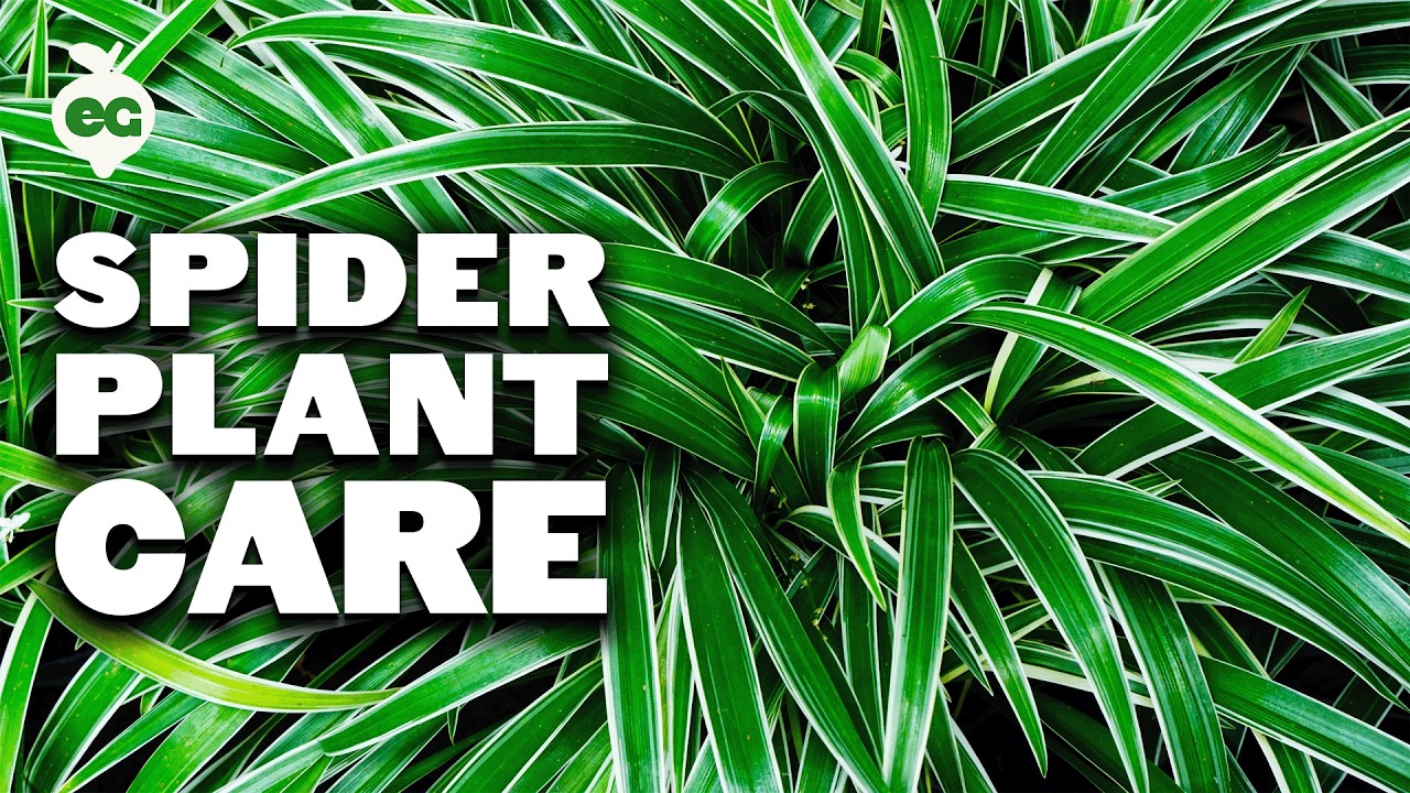 Spider Plant Care: How To Grow Chlorophytum Comosum