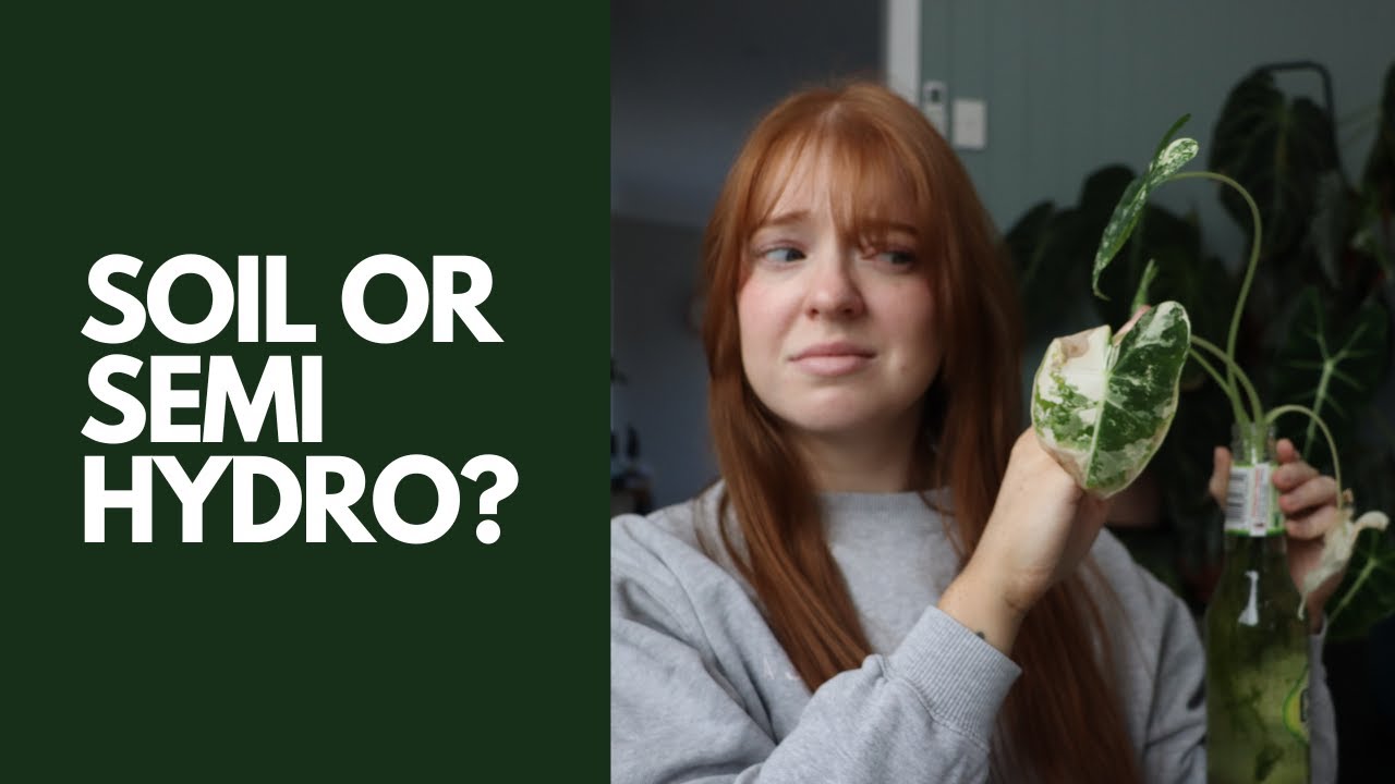 What is the best way to grow an Alocasia? Soil? Semi Hydro? Experiment with RESULTS + Special Guest