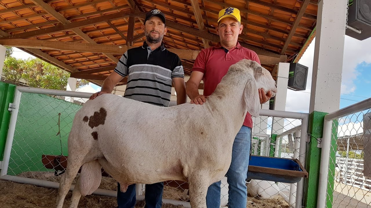 mostrado os beganes do amigo Eduardo e espo Leite de Afranio val das ovelhas