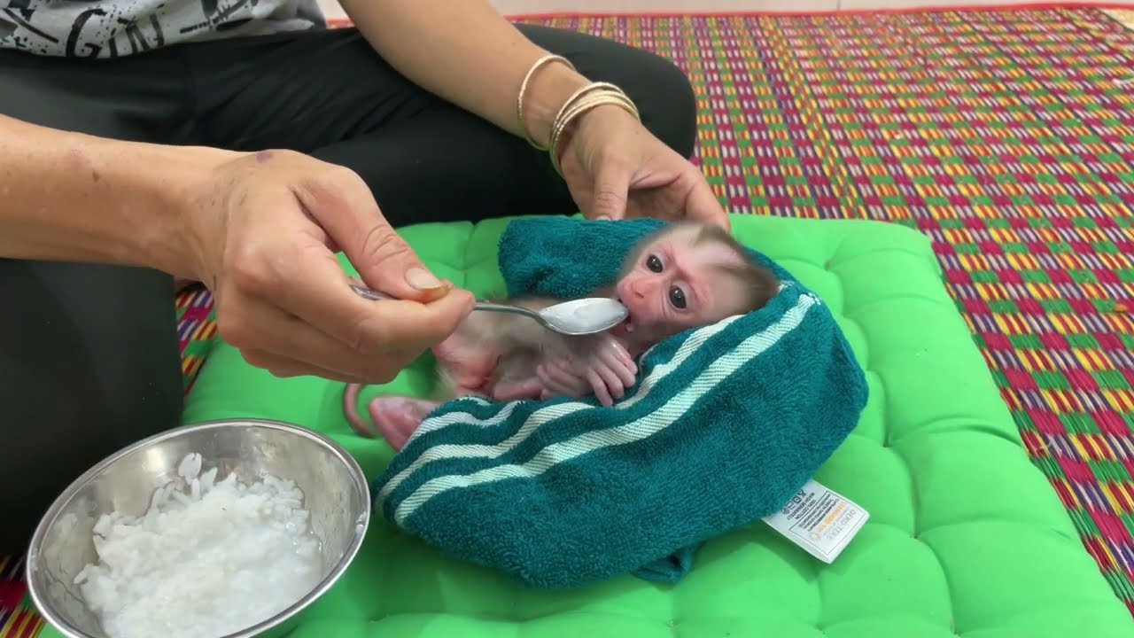 Mom feed porridge for JOBI baby monkey every day