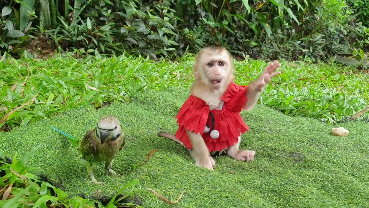 Lovely baby monkey Yoya playing with Parrot
