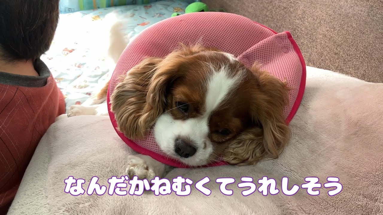 キャバリア犬　ちょこっと日常　知らない犬がいる！　ソフトカーラー