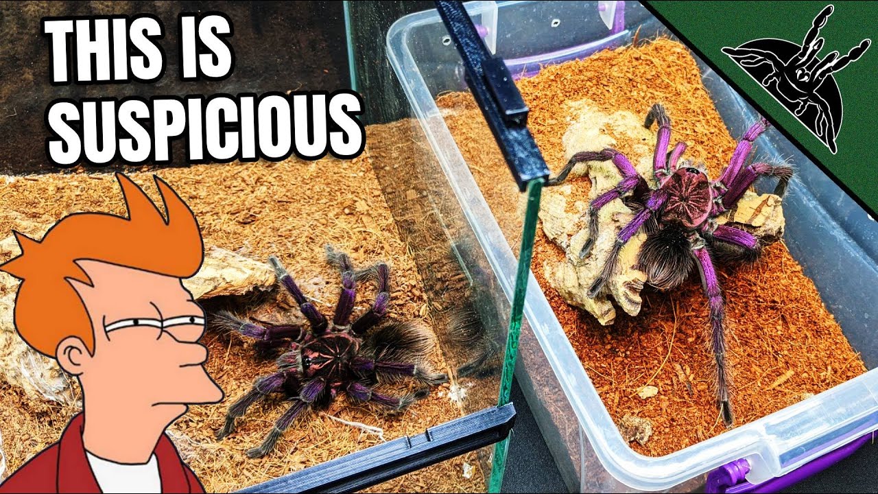 Are they THE SAME SPECIES???