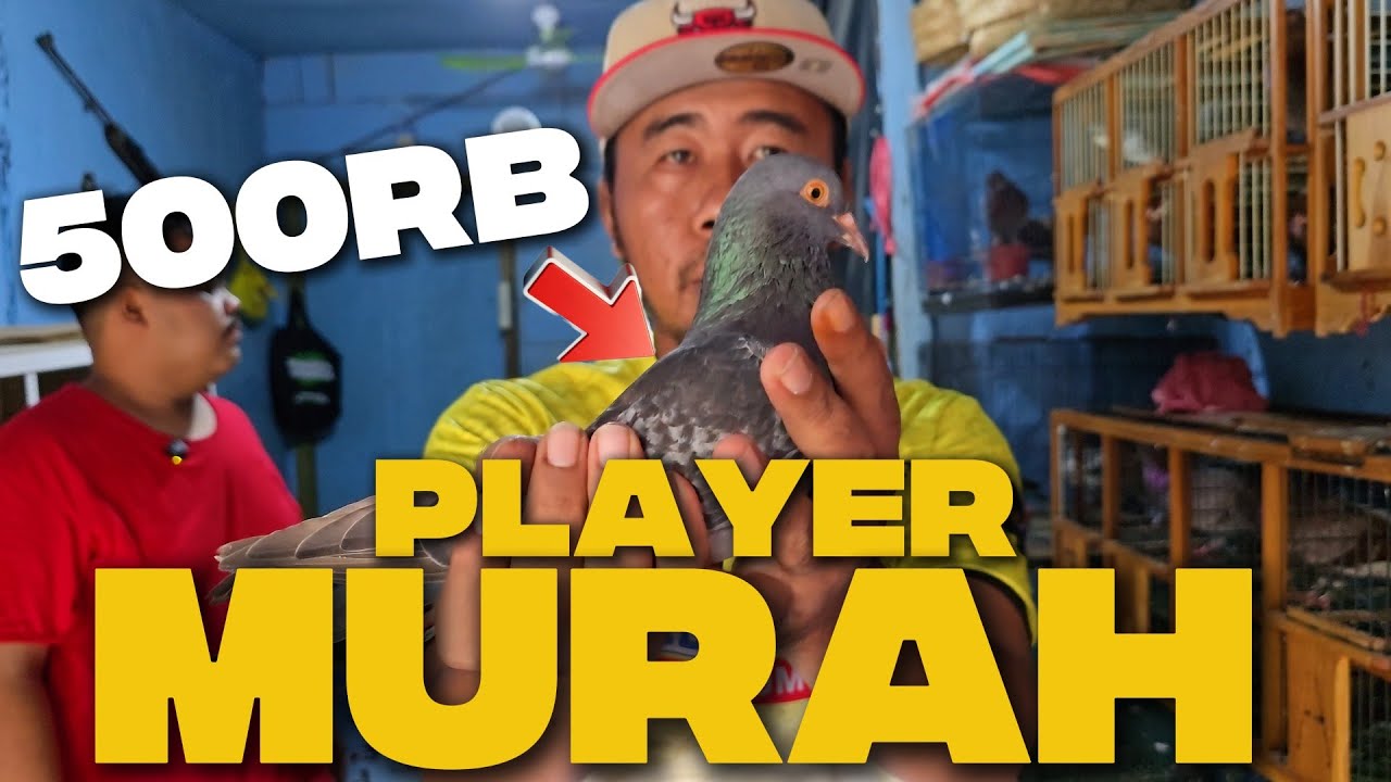 PLAYER MURAH CUMA DI KIOS MERPATI MAPLUP TERJAMIN