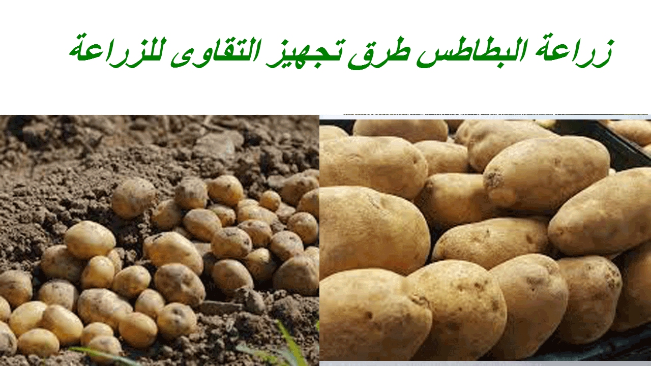 زراعة البطاطس طرق تجهيز التقاوى للزراعة بالتفصيل