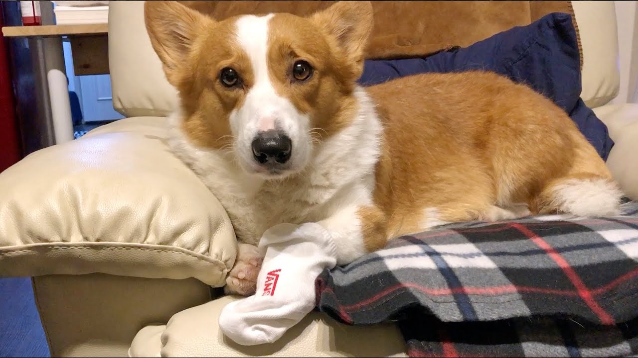 아프면 어리광쟁이가 되는 우리집 외동딸ㅣ My dog becomes a puppy when she is sick.