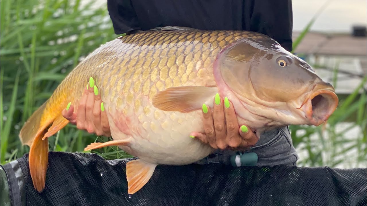 КАРП 18 КГ! ОХОТА ЗА МОНСТРАМИ! Серия 4 Вовкове озеро