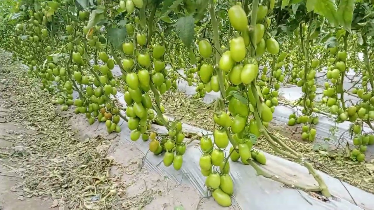 Evaluación de jitomate var. Prunaxx a tres tallos en malla sombra.