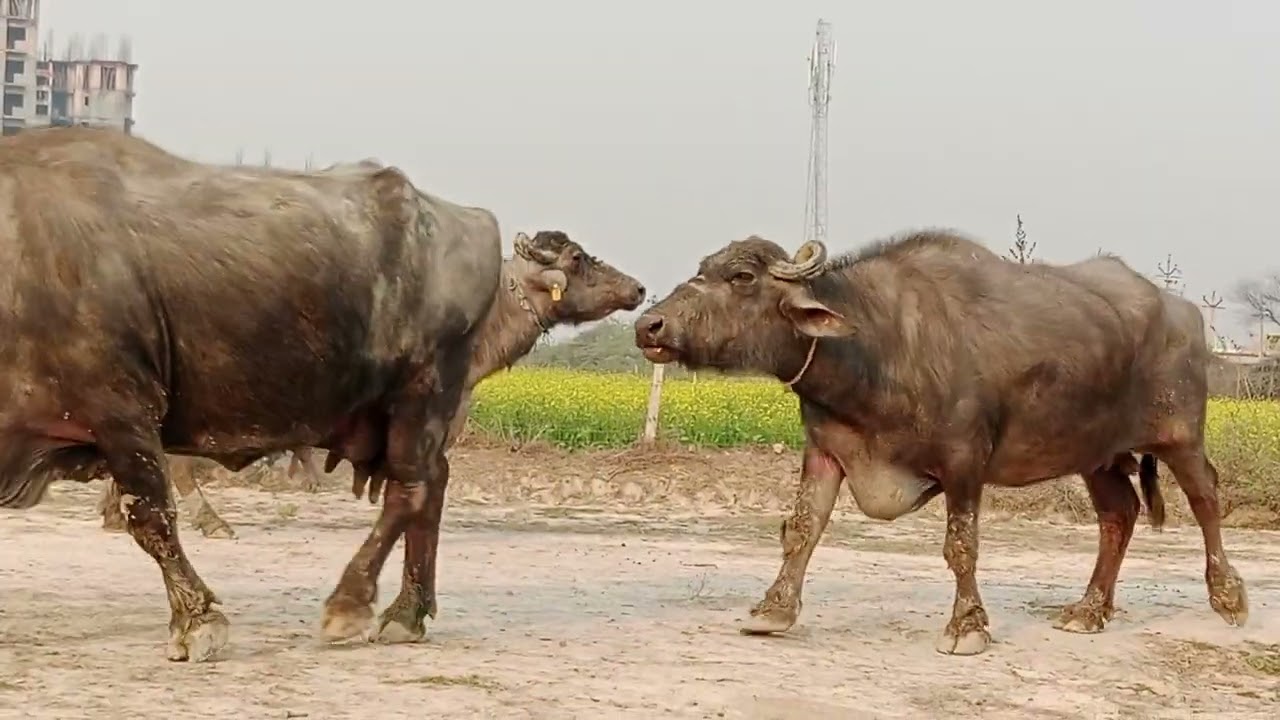 Yadav dairy farm 