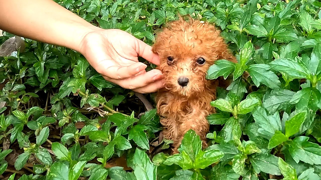 The tiny puppy receives its mother's love for the first time