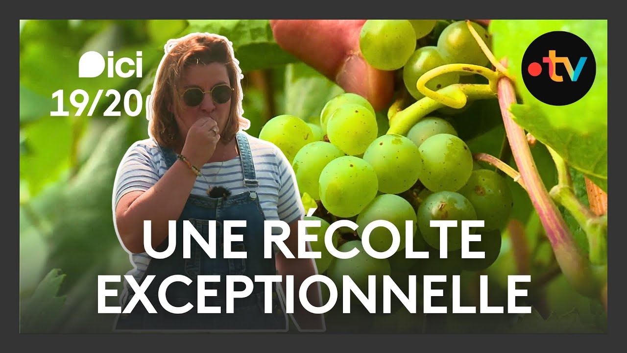 Muscadet 2025 : un millésime exceptionnel en préparation 🍇✨