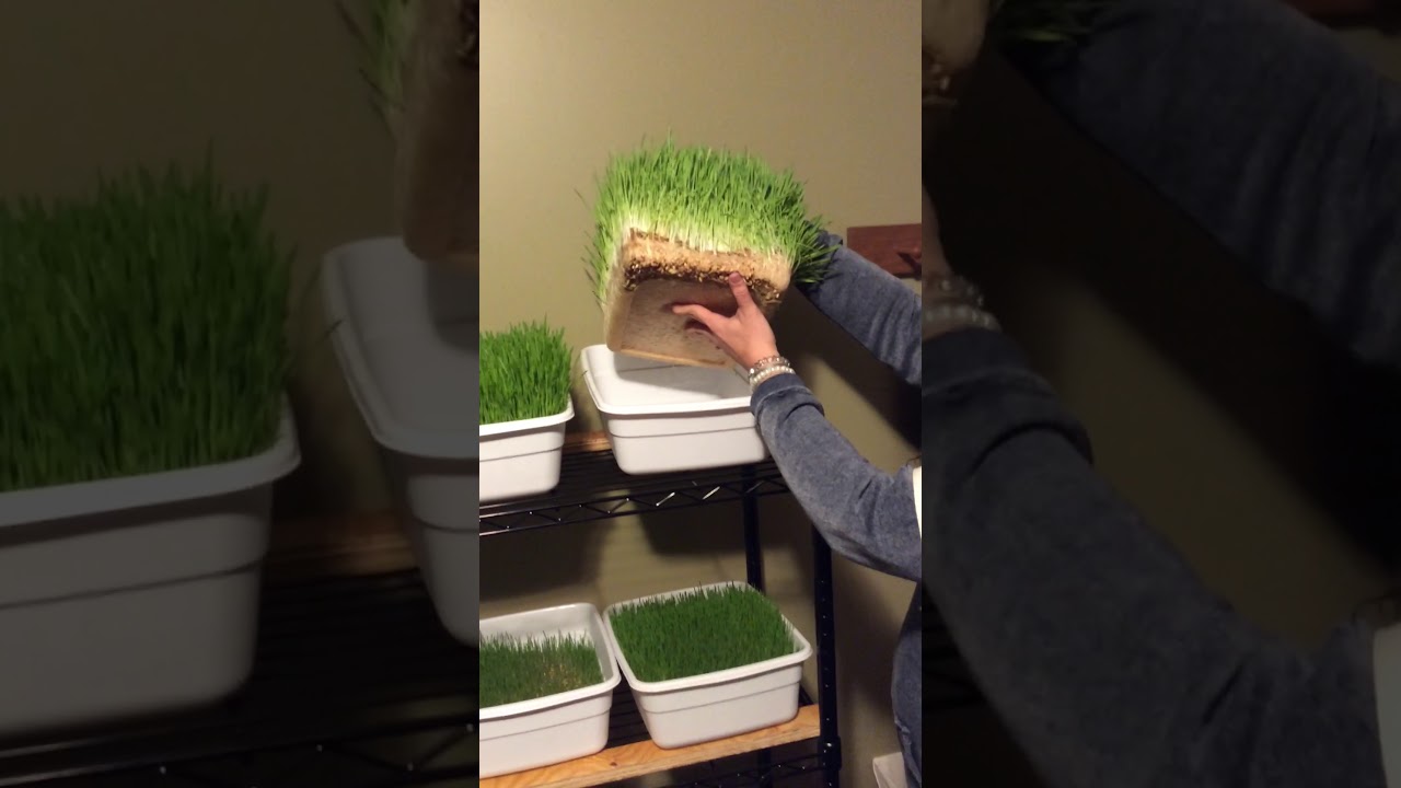 Step by step DIY easy grow fodder system