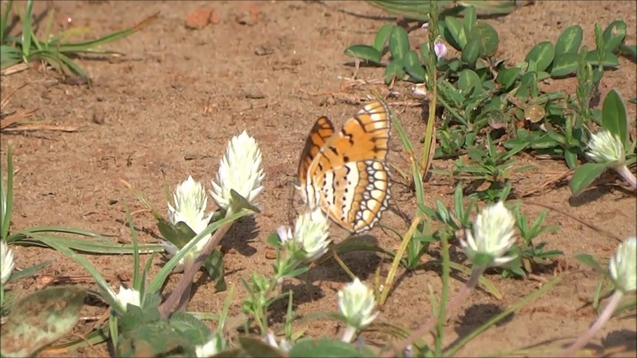 BEAUTIFUL BUTTERFLY OF CAUVERY DELTA 1