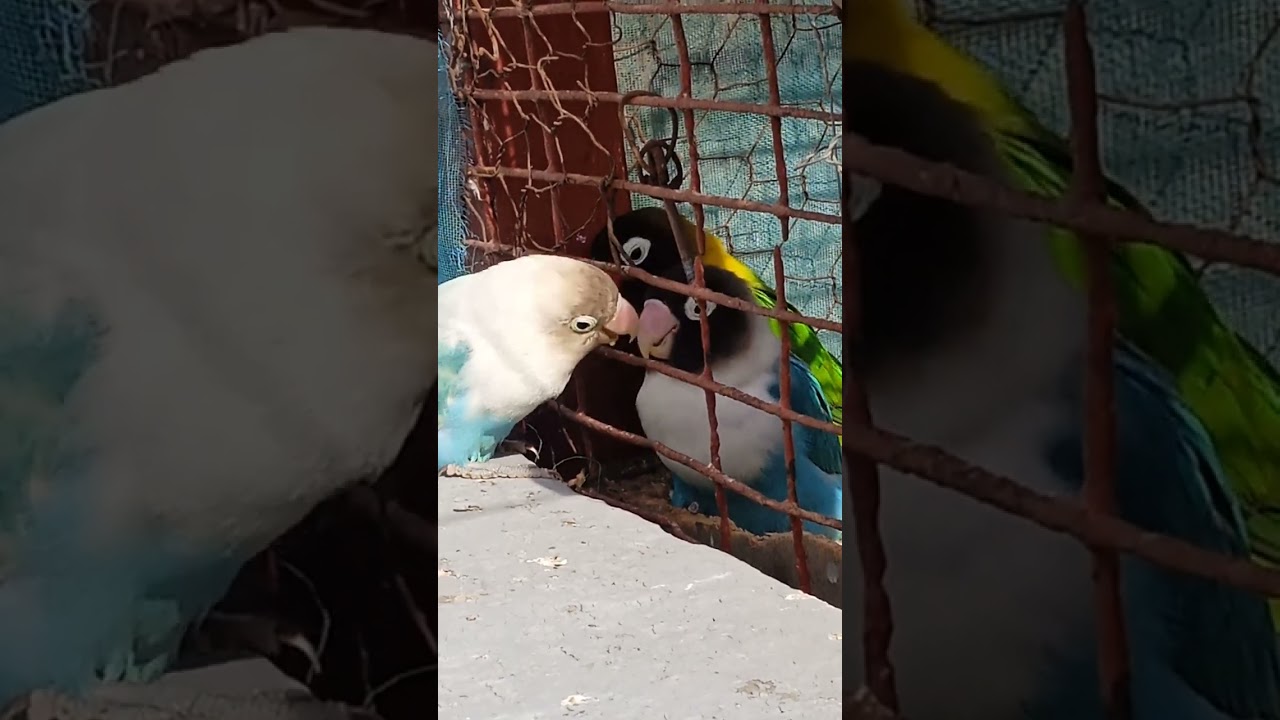 الدكر يطعم الأنثى لتزاوج