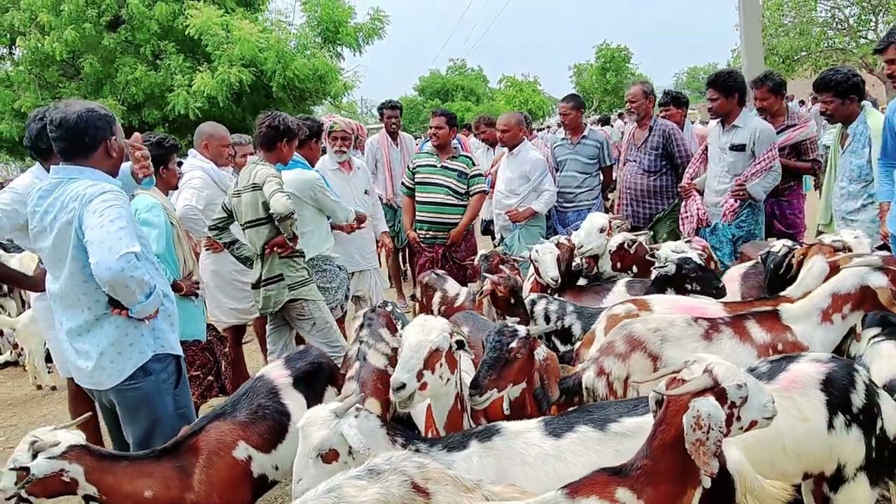 Vinukonda goat market | sheep market