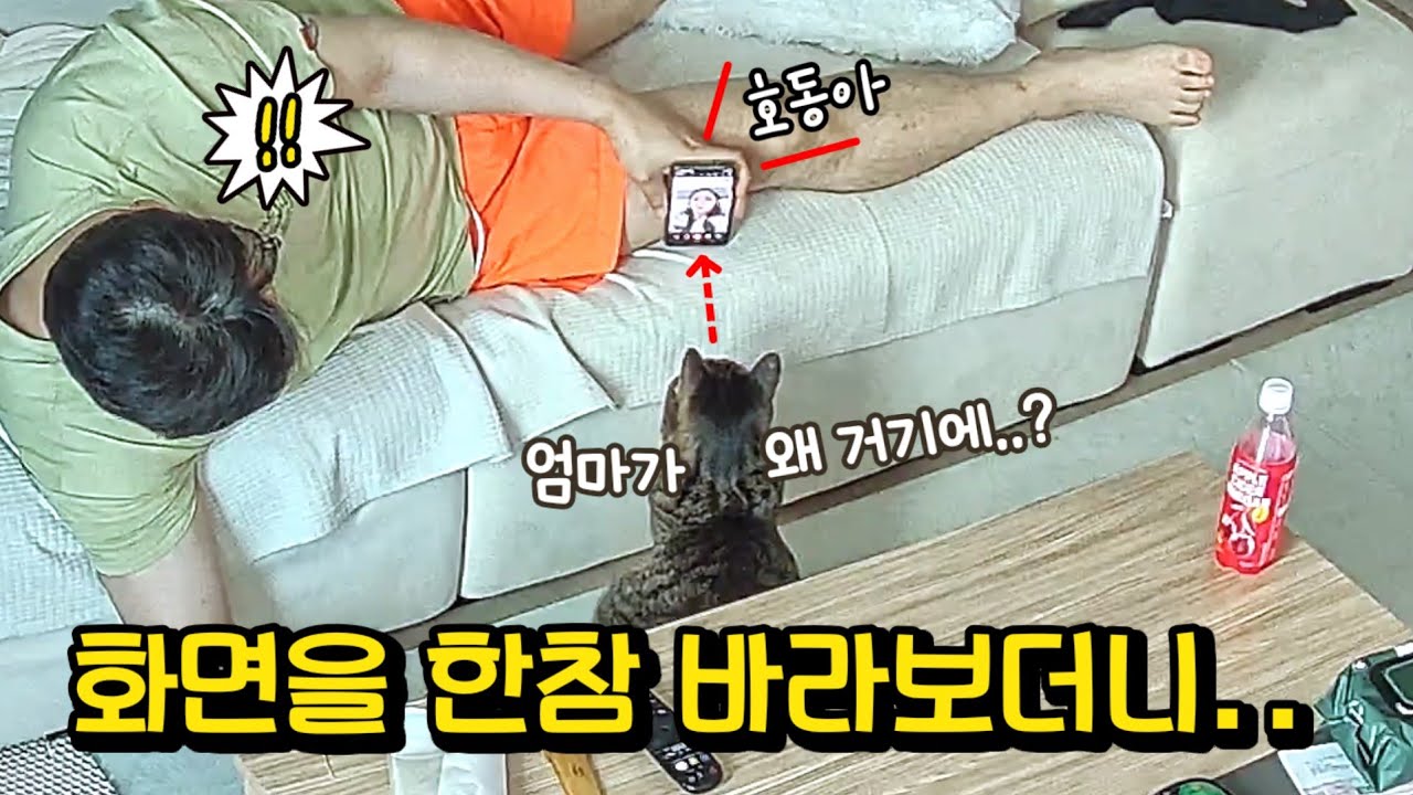 엄마 왜 안와?휴가 중 고양이 보고 싶어 영상 전화를 걸었는데..:여집사를 울린 호동이 행동