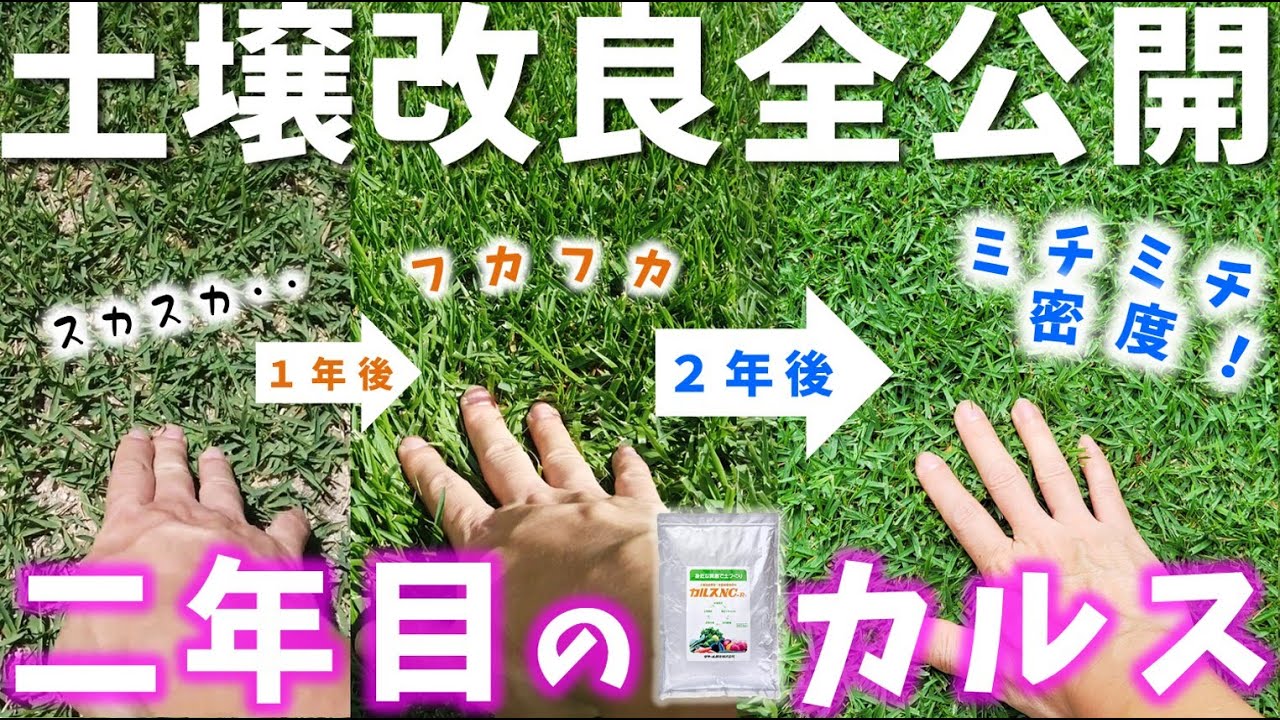 【費用・手順も全公開！】二年間で緑の絨毯に！雑草も病害も乗り越えてミッチリ密度芝生の完成‼（微生物資材カルスNC-R 土壌改良二年間のキセキ）