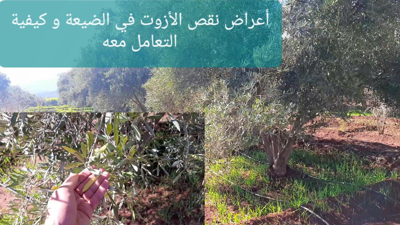 تشخيص آثار نقص الأزوت (النايتروجين)في الضيعة  و شرح كيفية تسميده