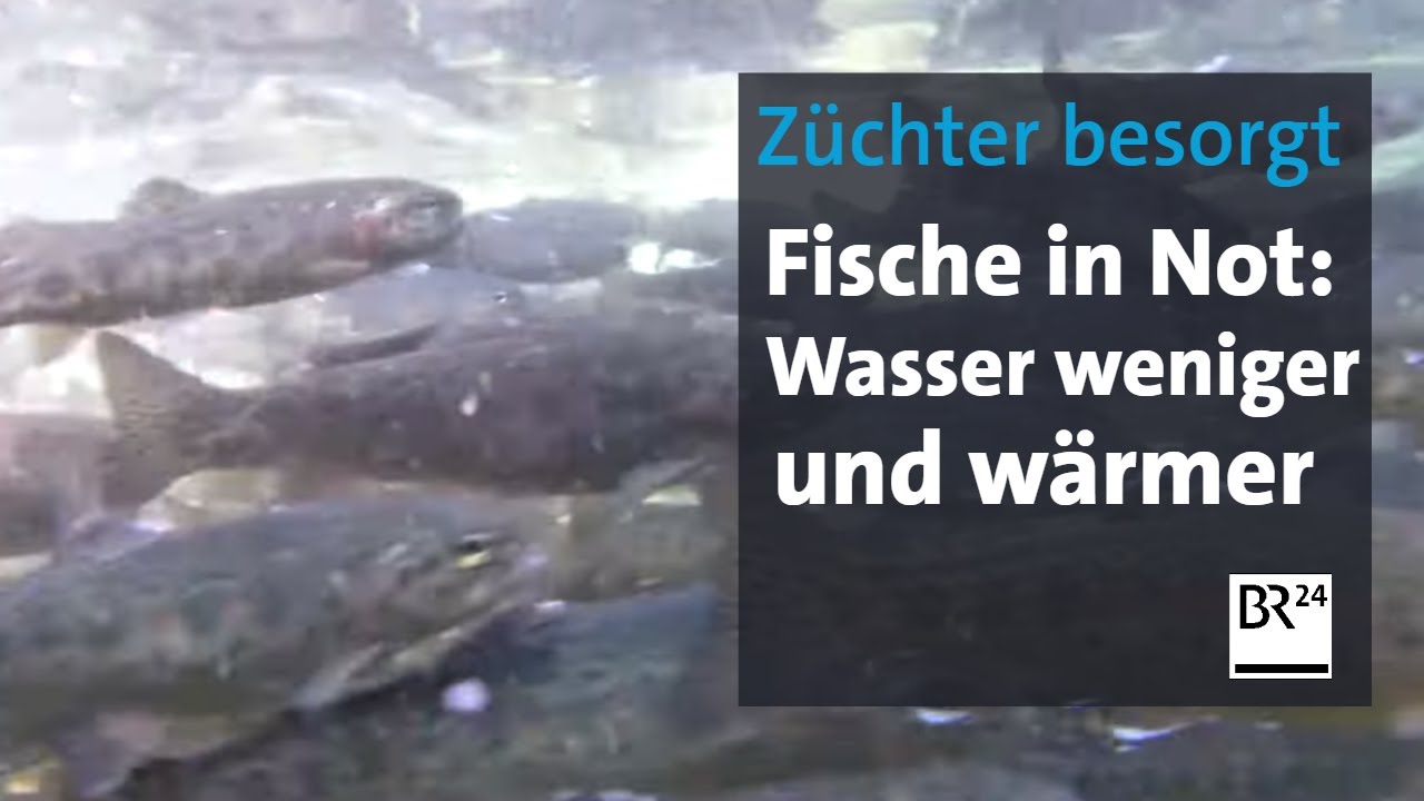 Fischzuchten im Allgäu leiden unter Wassermangel und Hitze | Abendschau | BR24
