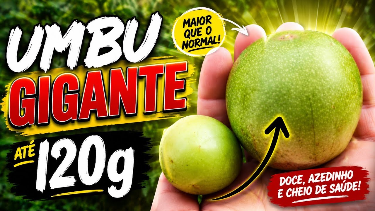 PRODUÇÃO DE UMBU GIGANTE: Como Colher Frutas de Qualidade Máxima e Aumentar os Lucros!