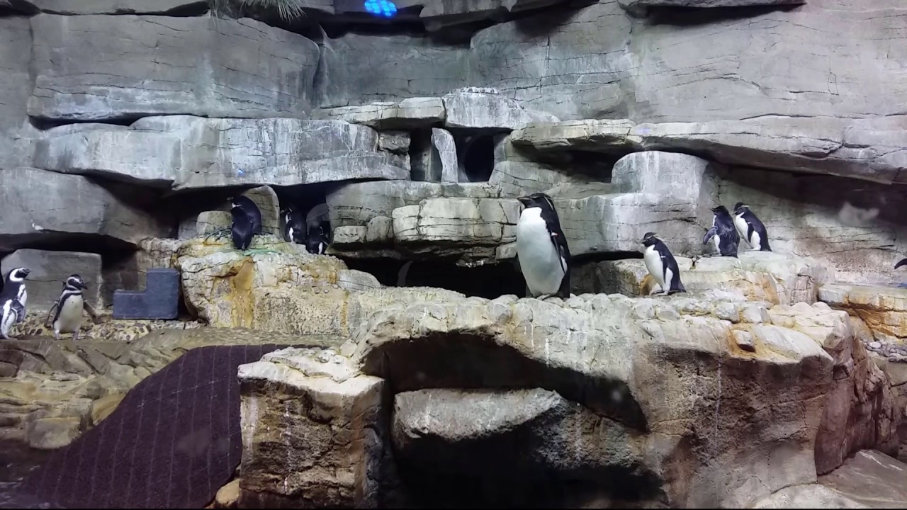 Penguin Encounter in Shedd Aquarium Chicago