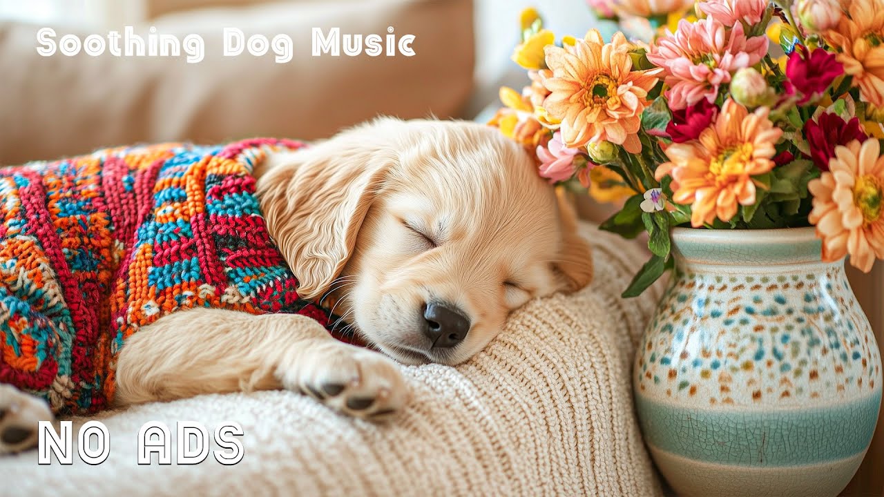 12 часов музыки для релаксации собак🐶🌸 Спокойствие щенка, снятие тревоги 💖 Без рекламы