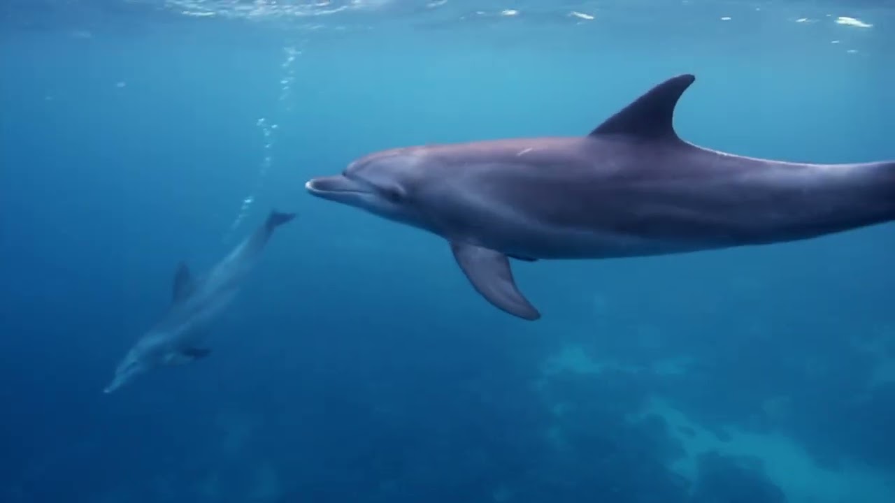 Free Diving : Free Swimming with Dolphins   Northern Red Sea