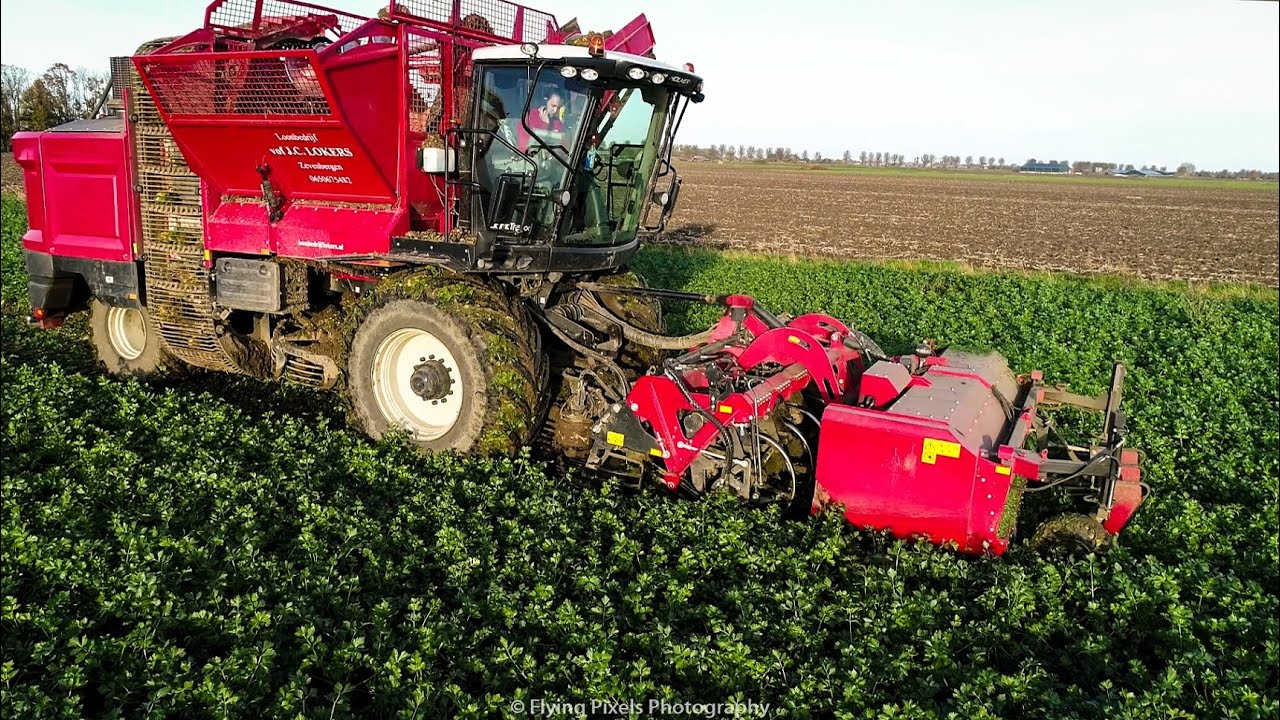 Knolselderij rooien / Celeriac harvest / Knollensellerie ernten / Holmer / LightTraxx