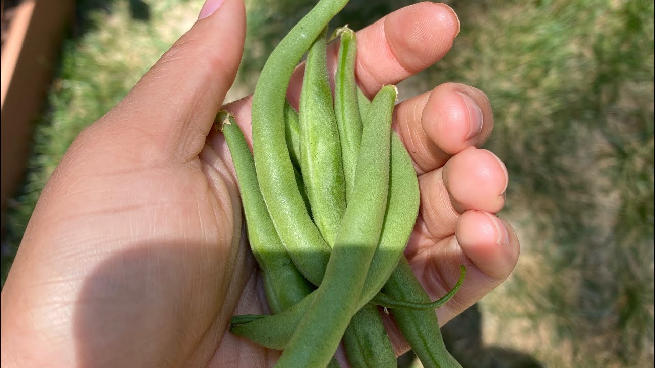 MORE BEANS!!