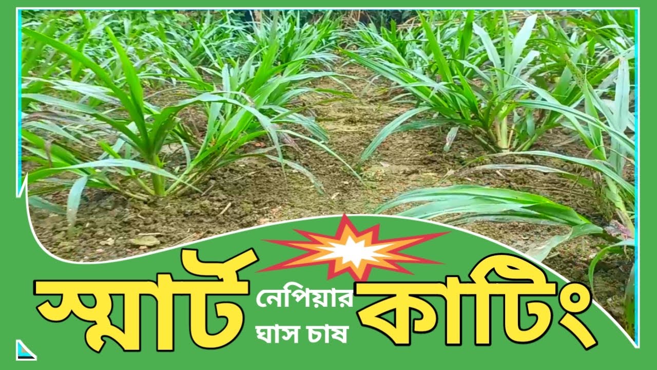 Smart Napier Grass Cultivation. Smart Grass. Napier Grass | স্মার্ট নেপিয়ার ঘাস চাষ | স্মার্ট ঘাস