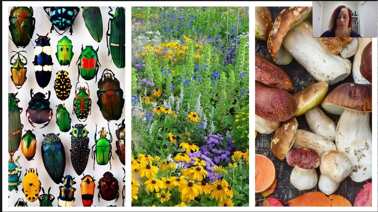 Biodiversity