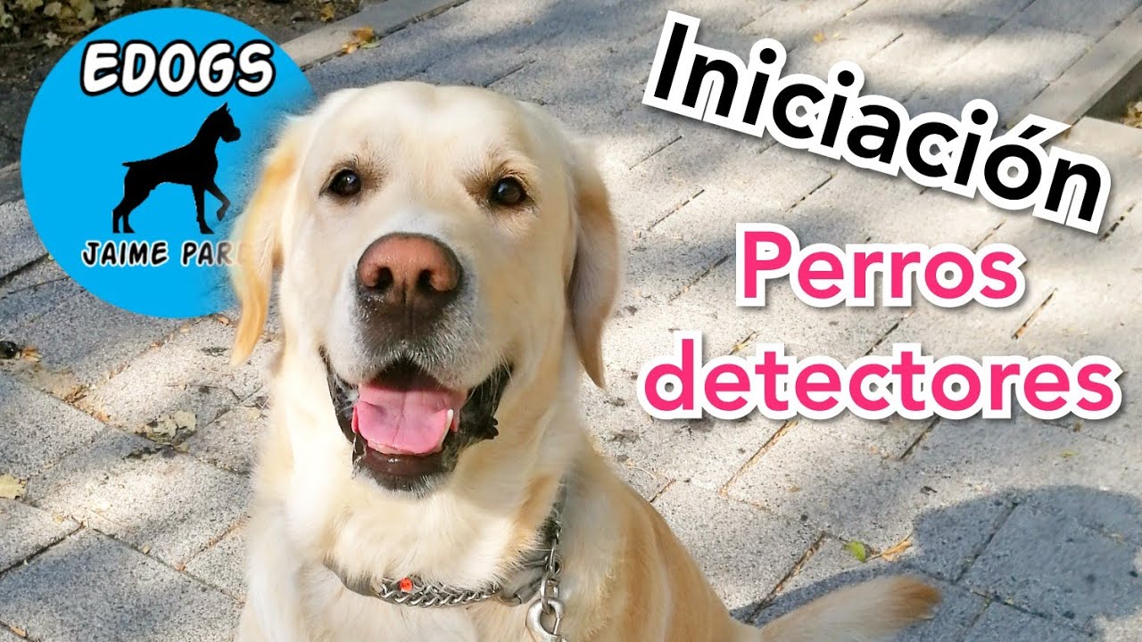 ENSE&Ntilde;A A TU PERRO A ENCONTRAR COSAS - EJERCICIOS DE OLFATO - INICIACI&Oacute;N PERROS DETECTORES DE DROGAS