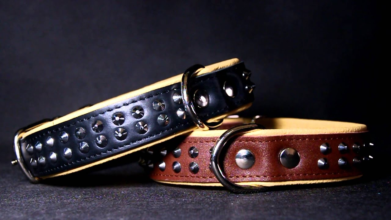 Collar Elegance Studs - 2 rows, Zooleszcz