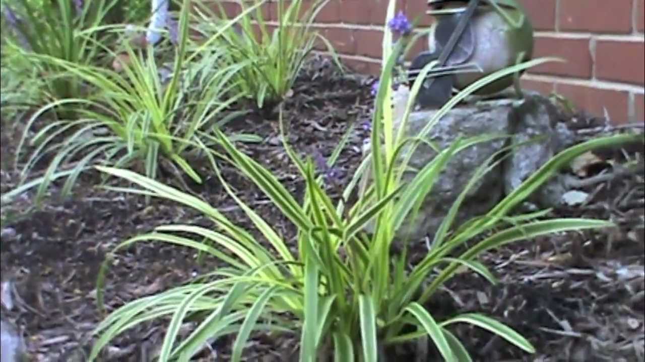 How to Divide Liriope
