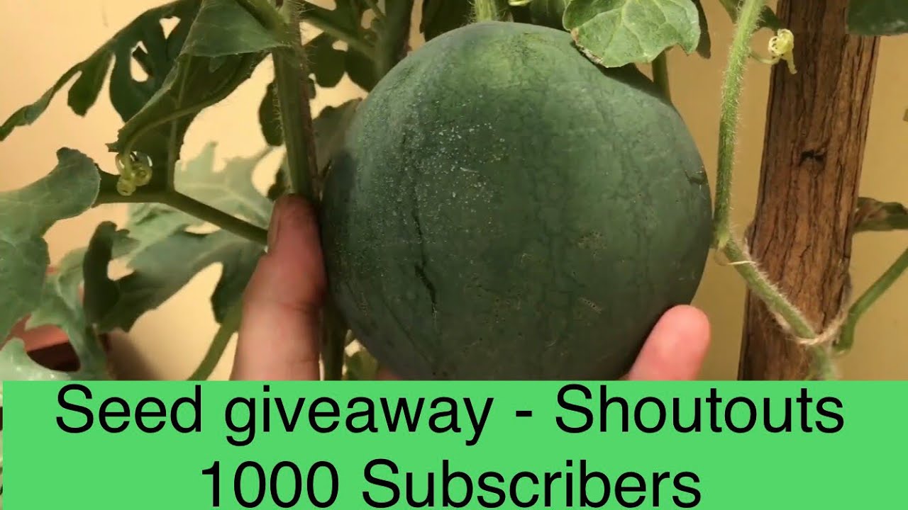 1000 Subscribers seed giveaway & shoutouts