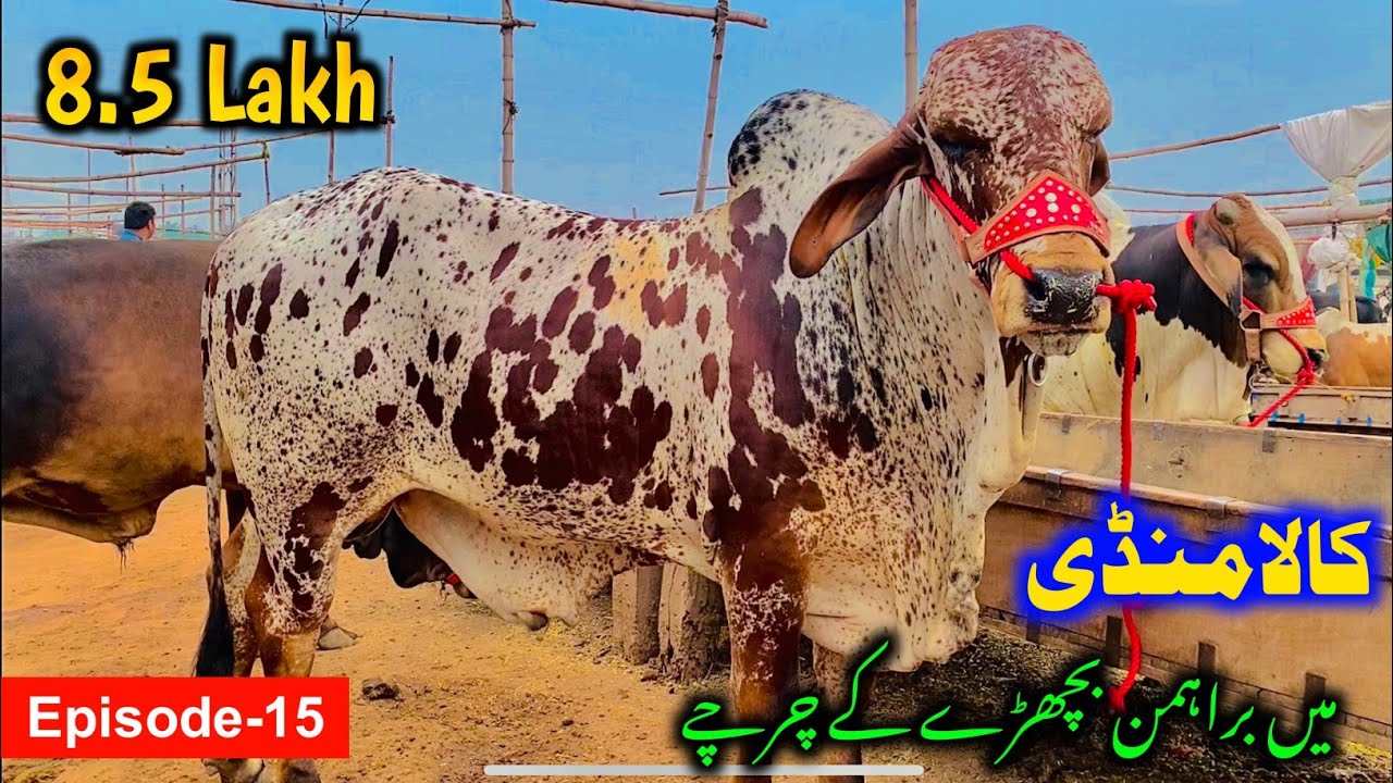 Kala Mandi Me Brahman Bachra Aagaya | Peshawar Nasirpur Kala Mandi 2023 | MMP Epi-15