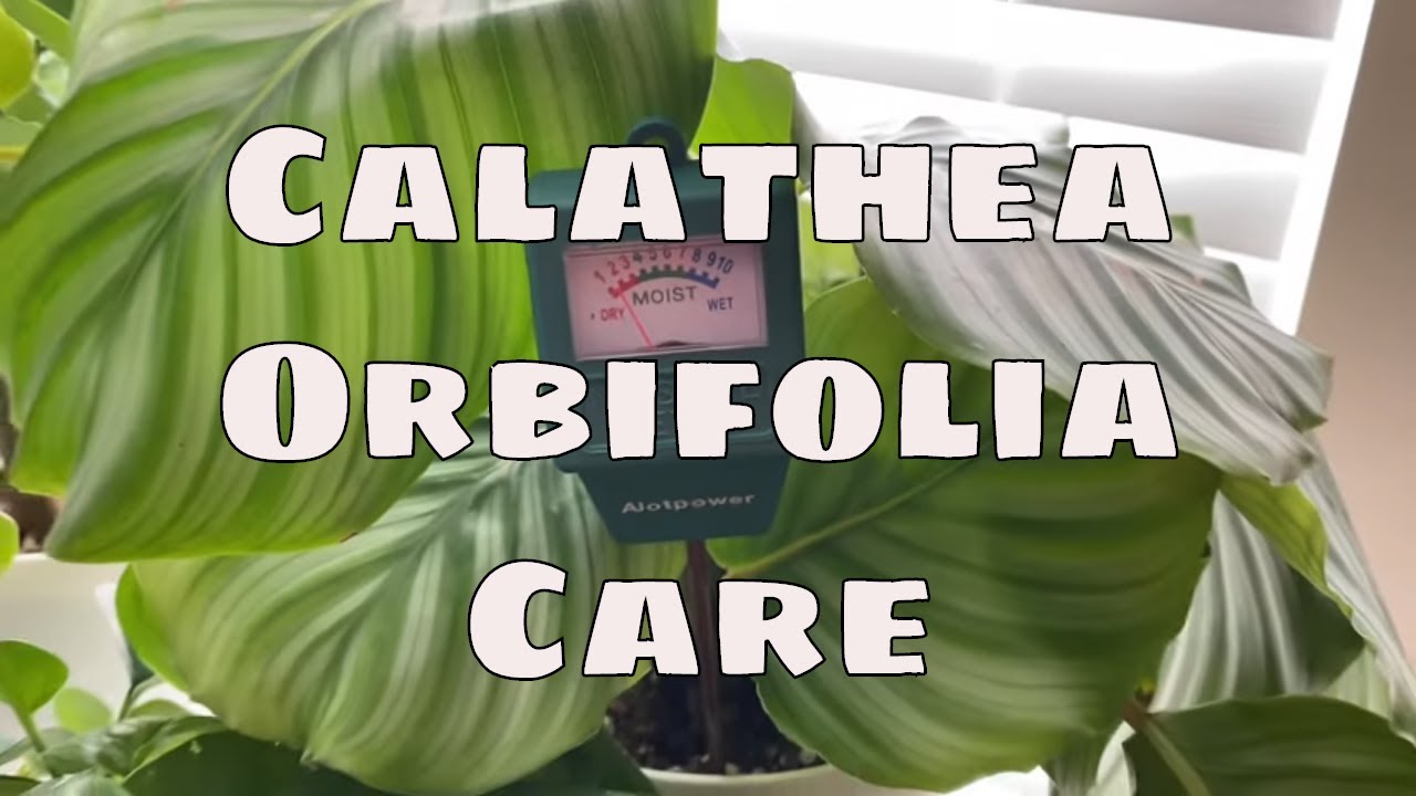 How to Care For Calathea Orbifolia House Plant Care Tips Costa Farms