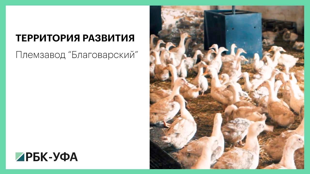 Территория развития. Племзавод 