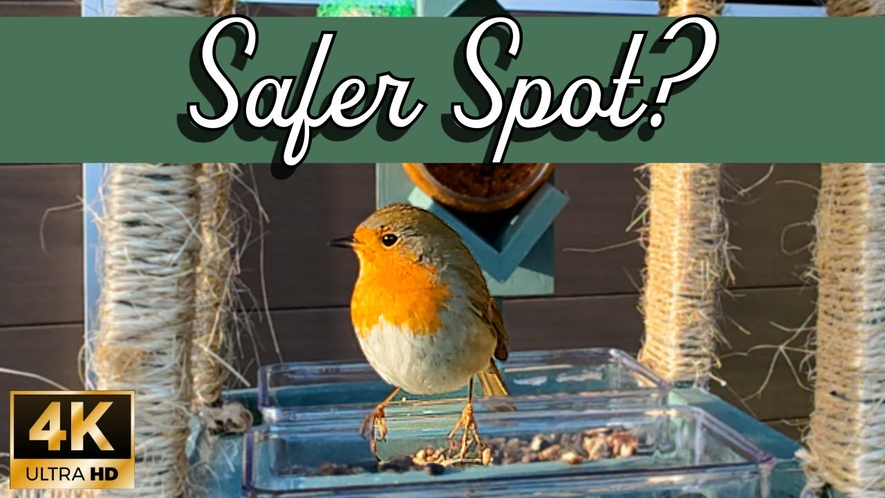 Birds React to NEW Garden Setup (Jay, Crow & Robin 4K)