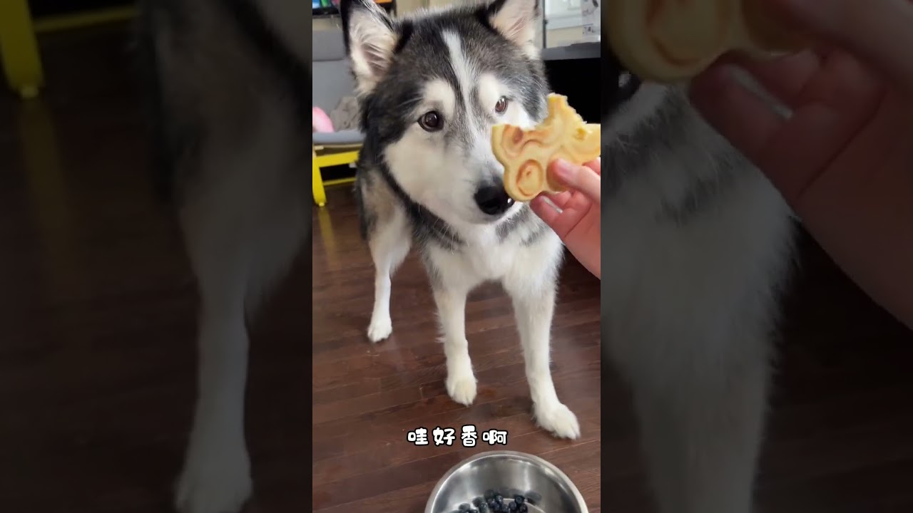 Cute doggos gotta eat cute pancakes 🐾😋