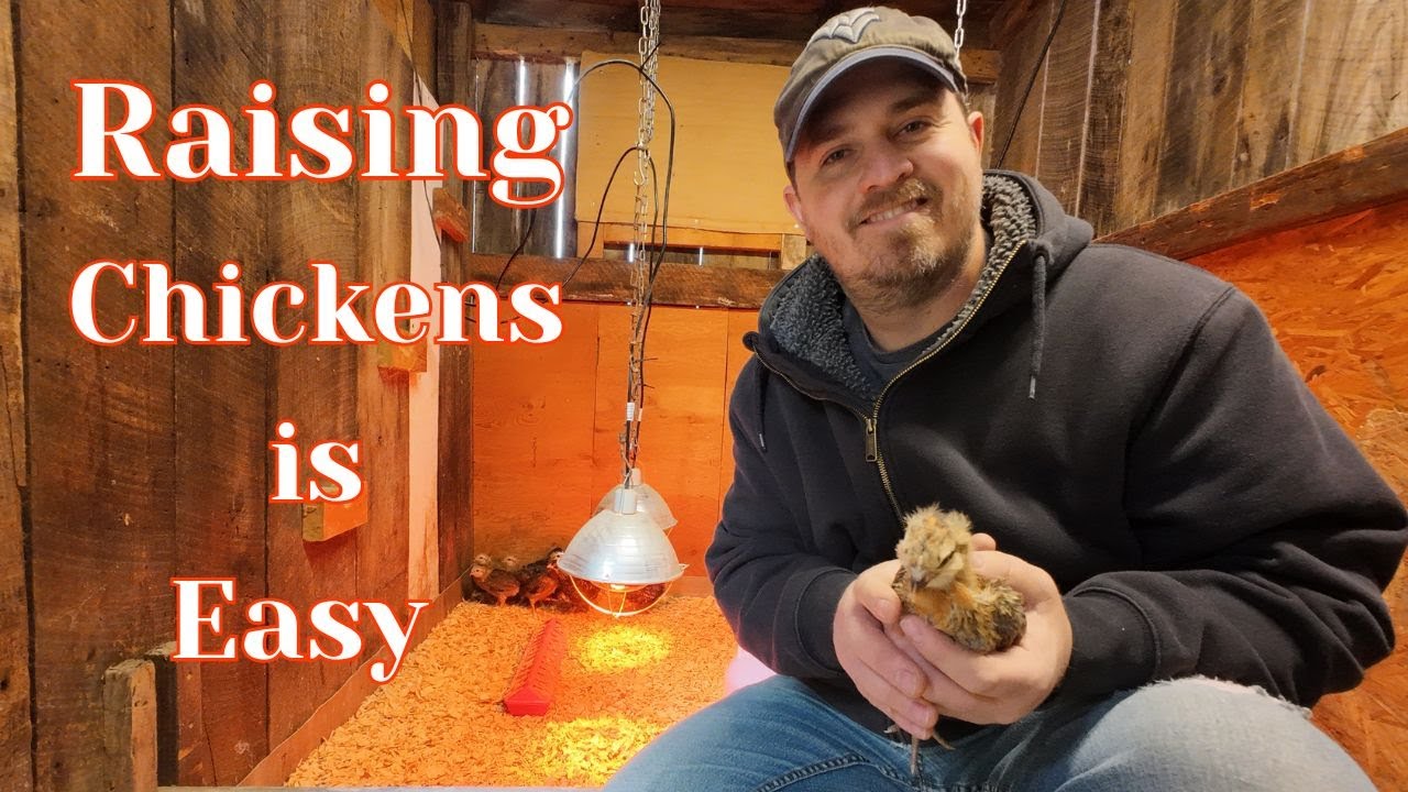 START RAISING CHICKENS (Everything You Need To Know)