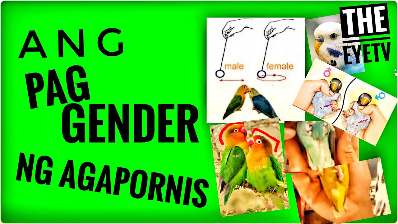 Ang Pag Gender ng Agapornis (Usapang Ibon Vlog 019)