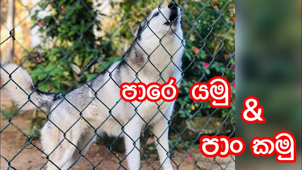 පාං කමු.... රේවන්ගේ පෙරේත කම