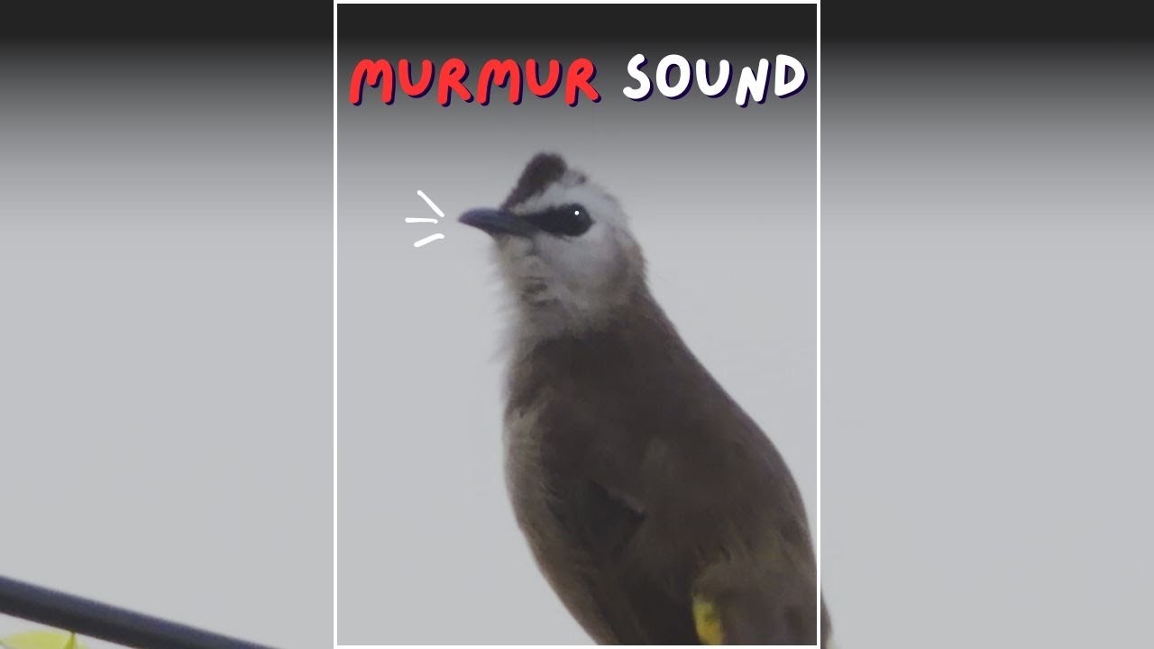 Yellow-vented bulbul alarm sound. เสียง นกปรอดหน้านวลร้องเตือนภัย