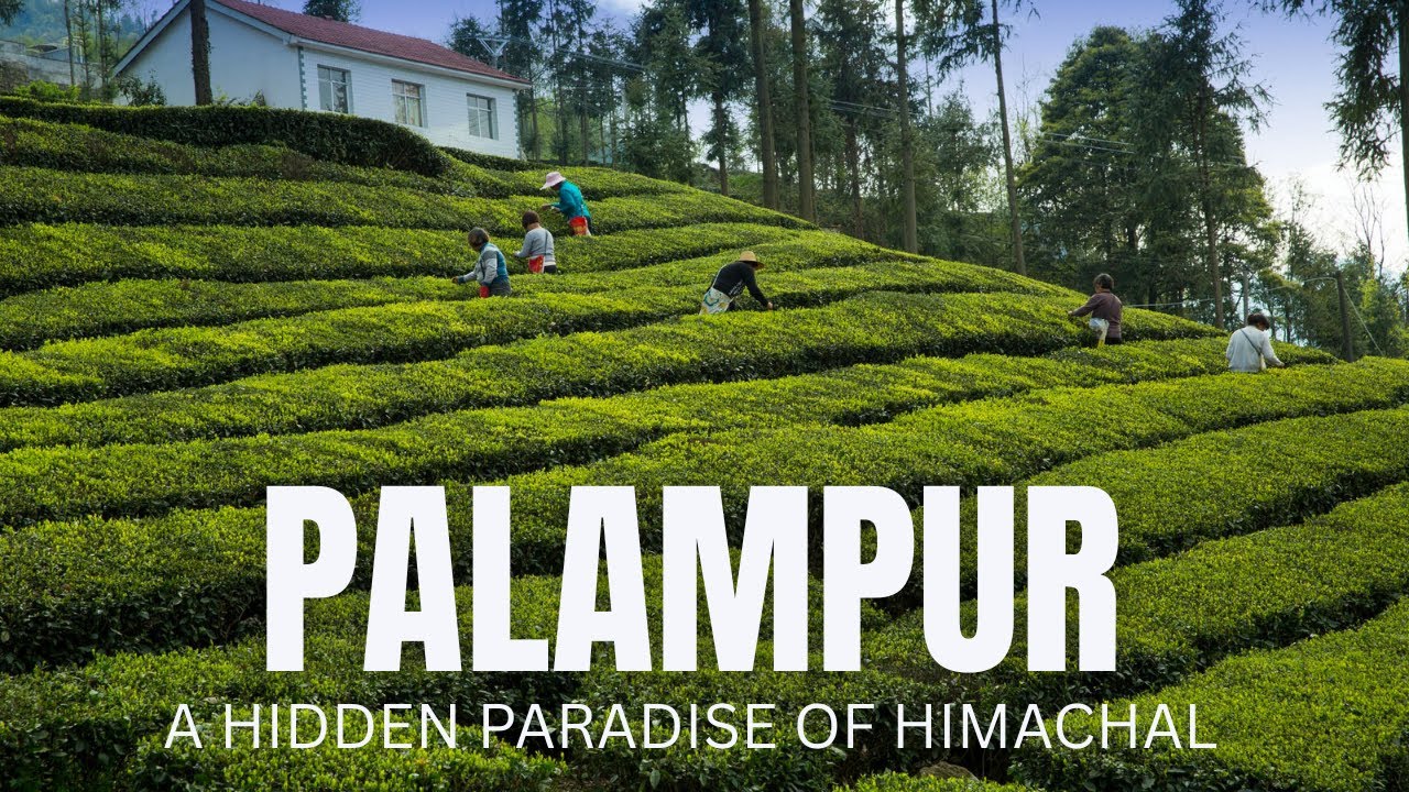 Palampur Travel Guide || Palampur in 2 days 